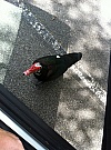 iPhone 3390