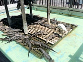 iPhone 4437